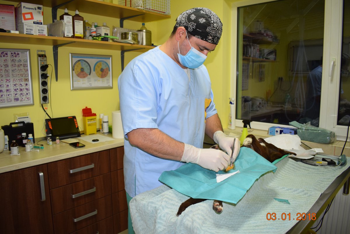 Uniunea Salvați România Arad sustine sterilizarile si in ianuarie 2018