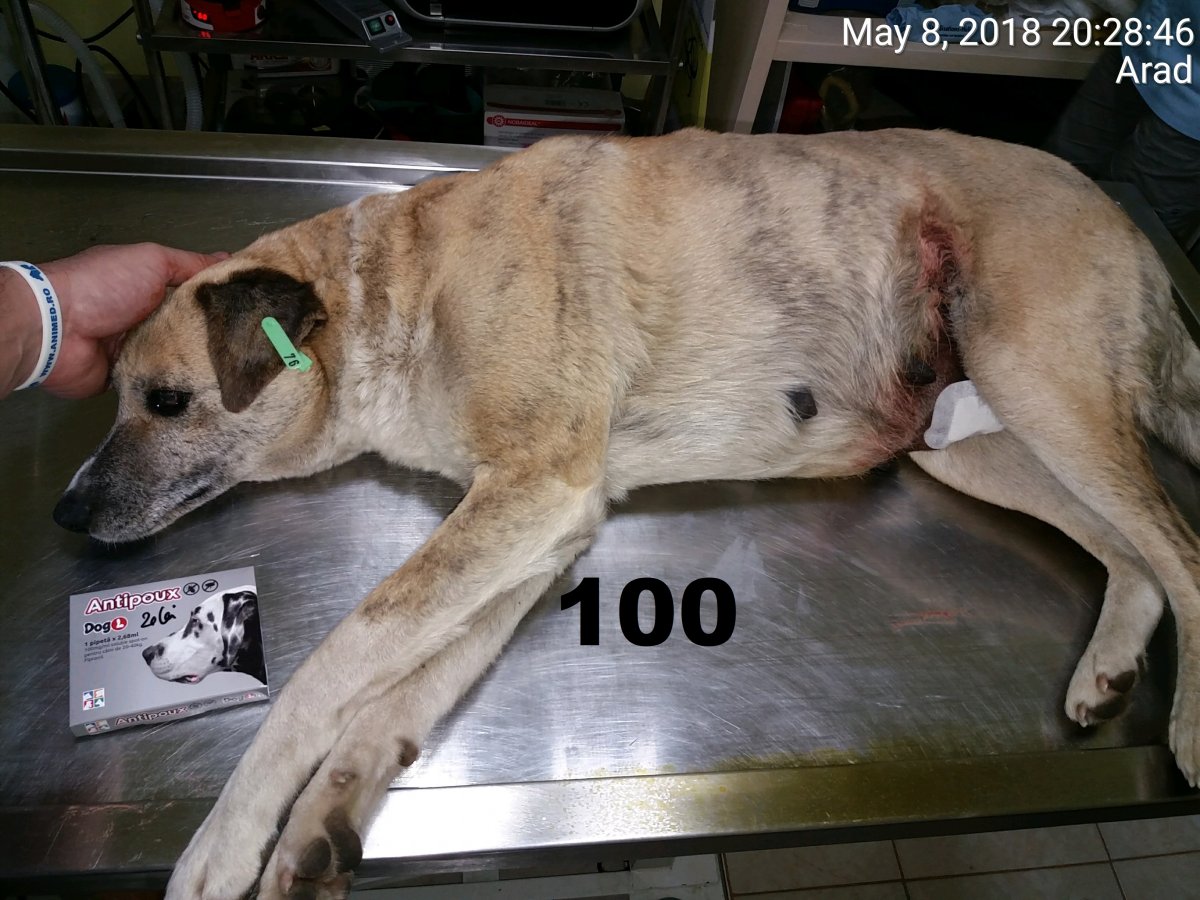 100 de sterilizari in parteneriat cu Timmy Tierschutz-Stiftung gGmbH