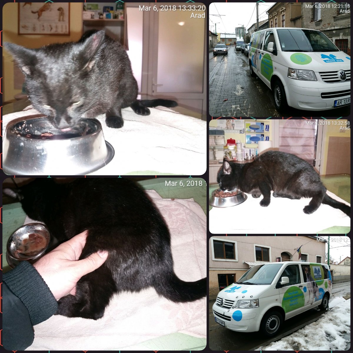 Motanel cu labuta ranita/Stray male cat with injured leg